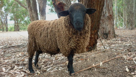 Margaret River Hideaway & Farmstay - Accommodation Australia 27