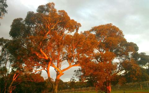 Hotham Ridge Estate - Australia Shopping 35