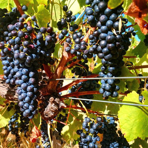 Hotham Ridge Estate - Australia Shopping 32