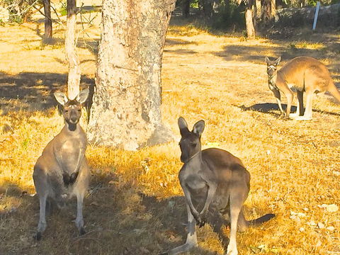 Sandpiper Retreat - Accommodation Australia 37