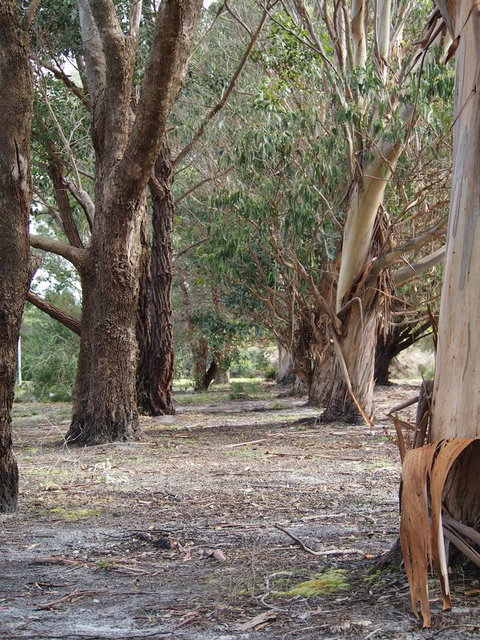 Riverside Retreat Chalets, Walpole - Accommodation Australia 16
