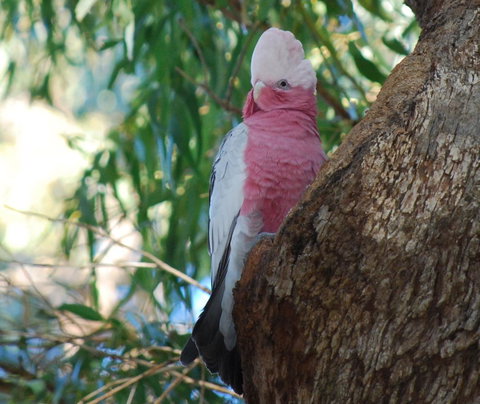 Midgard Cottage - Great Location & Close To Airport - Australia Shopping 35