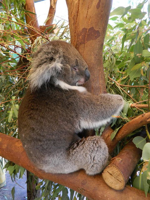 Midgard Cottage - Great Location & Close To Airport - Australia Shopping 36