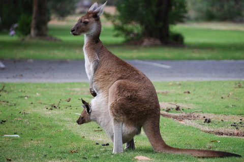 Midgard Cottage - Great Location & Close To Airport - Australia Shopping 40