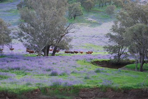 Midgard Cottage - Great Location & Close To Airport - Australia Shopping 38