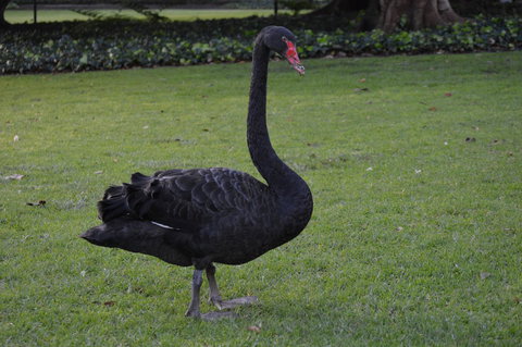 Midgard Cottage - Great Location & Close To Airport - Australia Shopping 41