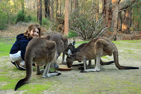 Yelverton Brook Conservation Sanctuary - Accommodation Australia 5