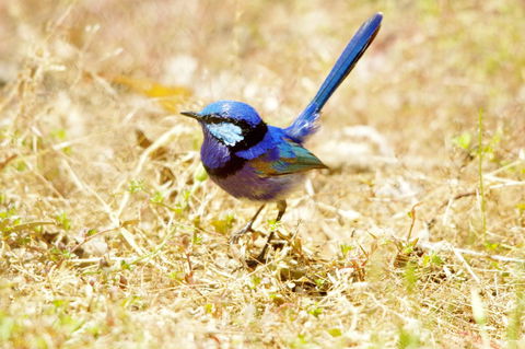 Yelverton Brook Conservation Sanctuary - Accommodation Australia 23