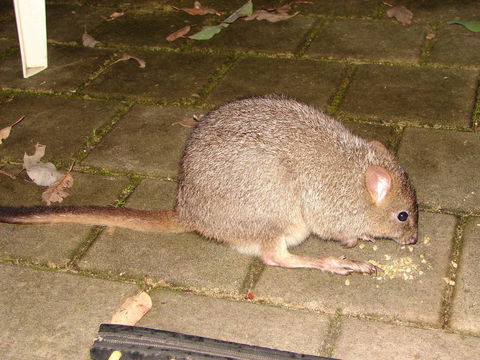 Yelverton Brook Conservation Sanctuary - Accommodation Australia 37