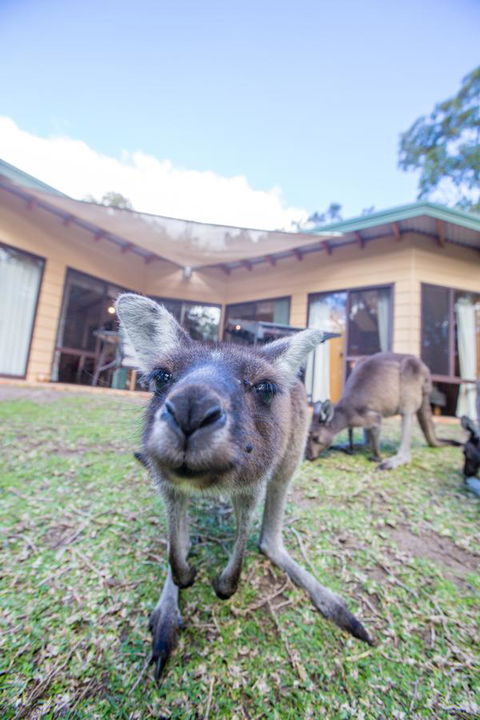 Yelverton Brook Conservation Sanctuary - Accommodation Australia 17