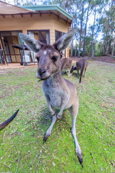 Yelverton Brook Conservation Sanctuary - Accommodation Australia 0