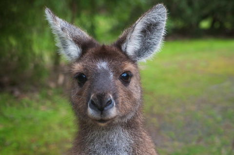 Yelverton Brook Conservation Sanctuary - Accommodation Australia 25
