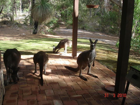 Yelverton Brook Conservation Sanctuary - Accommodation Australia 22