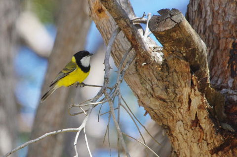 Yelverton Brook Conservation Sanctuary - Accommodation Australia 35