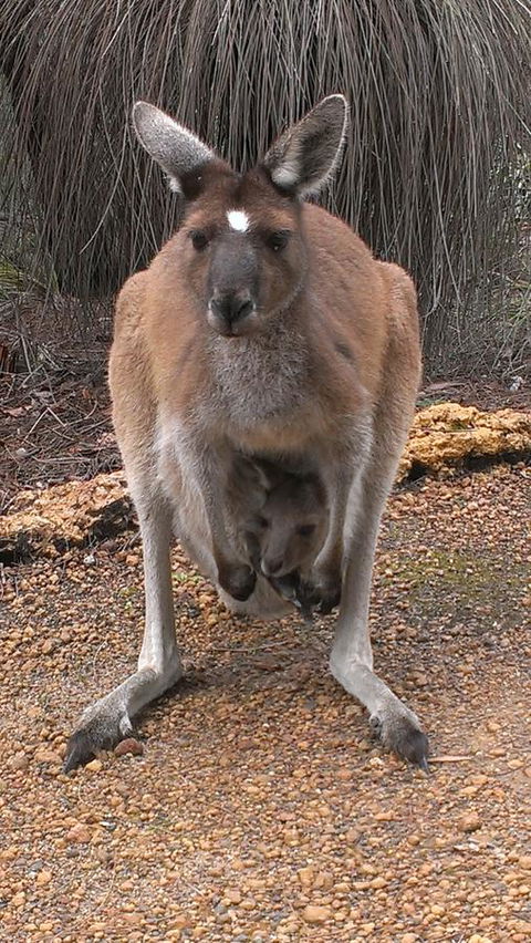 Yelverton Brook Conservation Sanctuary - Accommodation Australia 27