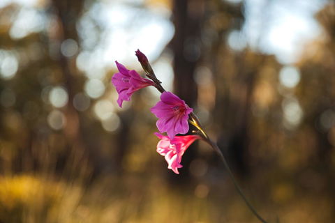 Amaroo Retreat & Spa - Accommodation Australia 14