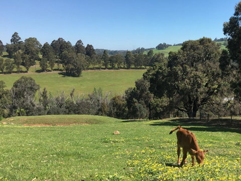 Balingup Highview Chalets - Accommodation Australia 23
