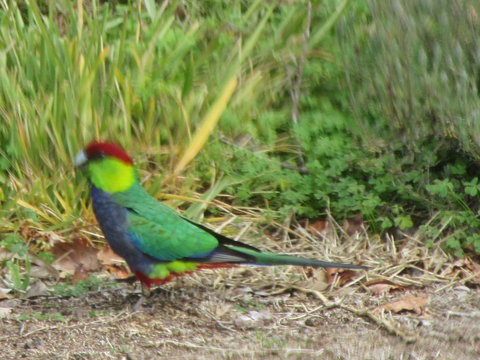 Di's Cabin In Dwellingup - Australia Shopping 26