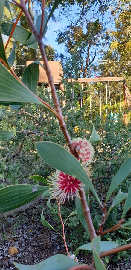 Di's Cabin In Dwellingup - Australia Shopping 4