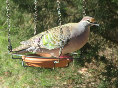 Di's Cabin In Dwellingup - Australia Shopping 25