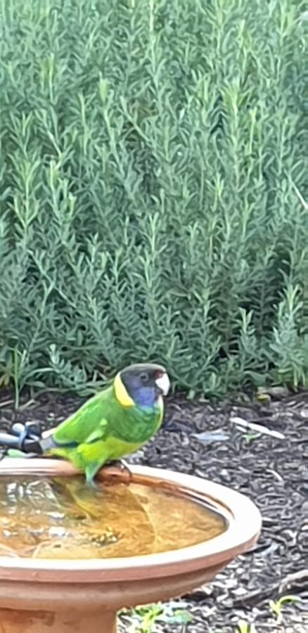 Di's Cabin In Dwellingup - Australia Shopping 23