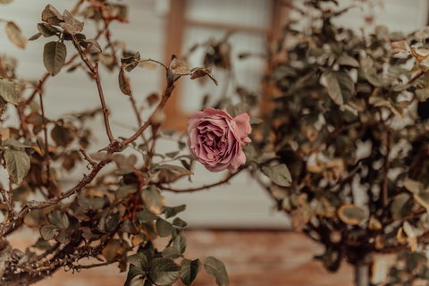 Bluebird Cottage - Local Tourism 25