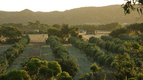 Bentwood Olive Grove Accommodation - Accommodation Australia 20