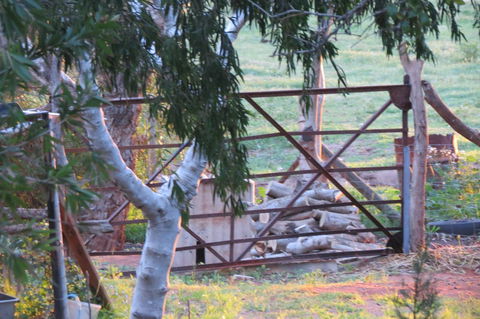 Bentwood Olive Grove Accommodation - Accommodation Australia 25