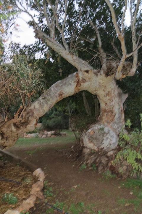 Bentwood Olive Grove Accommodation - Accommodation Australia 22