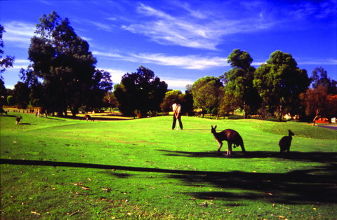 Novotel Vines Resort Swan Valley - Accommodation Australia 3