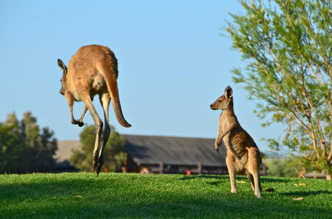 Novotel Vines Resort Swan Valley - Accommodation Australia 8