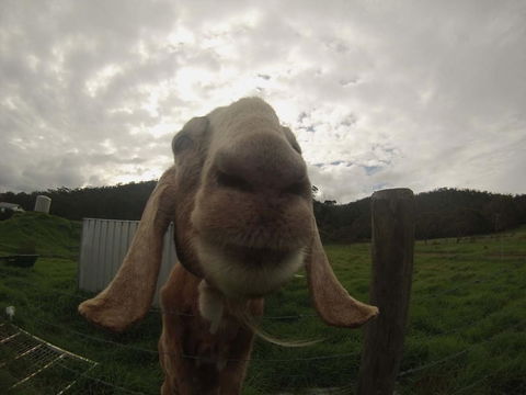 Tanen Farm - Accommodation Australia 7
