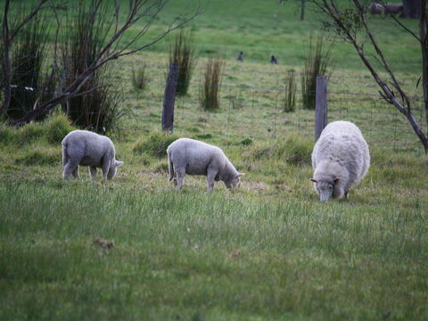 Tanen Farm - Accommodation Australia 11