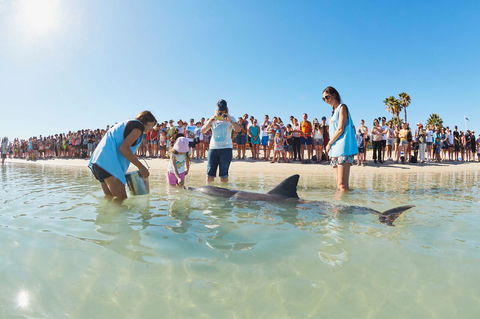 RAC Monkey Mia Dolphin Resort - Accommodation Australia 2