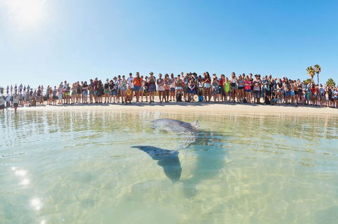 RAC Monkey Mia Dolphin Resort - Accommodation Australia 3