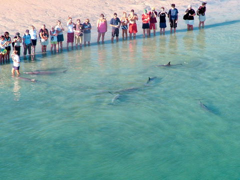 RAC Monkey Mia Dolphin Resort - Accommodation Australia 4