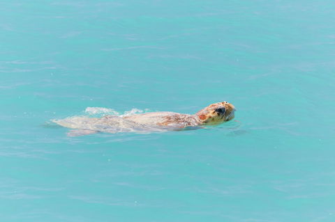 RAC Monkey Mia Dolphin Resort - Accommodation Australia 20