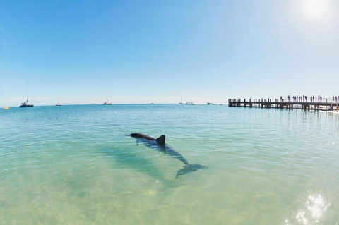 RAC Monkey Mia Dolphin Resort - Accommodation Australia 1