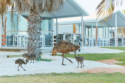 RAC Monkey Mia Dolphin Resort - Accommodation Australia 15