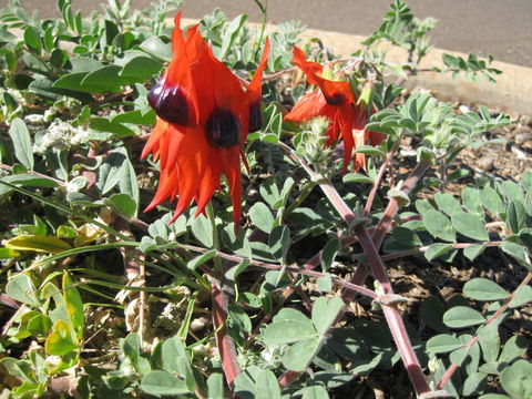 Meekatharra Accommodation Centre - Australia Shopping 17