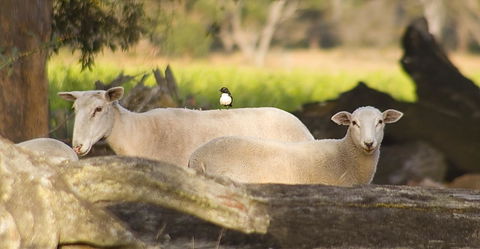 SilverSprings Spa Retreat Pet Friendly Cottages And Glampings - Accommodation Australia 1