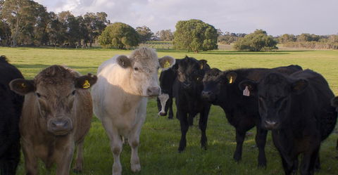 SilverSprings Spa Retreat Pet Friendly Cottages And Glampings - Accommodation Australia 16