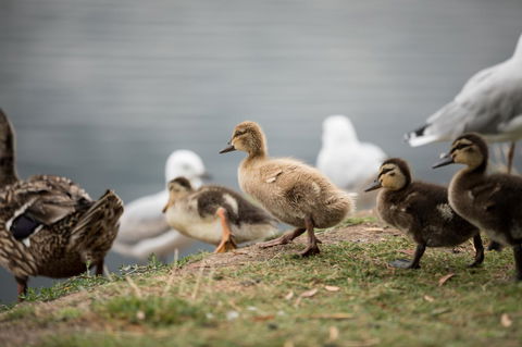 Wrest Point - Local Tourism 8