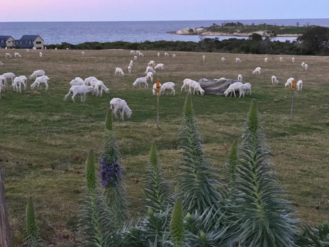 Beachend Bicheno - Accommodation Australia 22