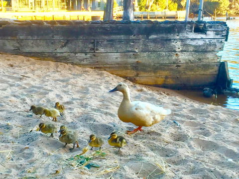 Wandering Geese Boutique Bed And Breakfast - Accommodation Australia 3