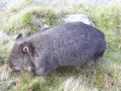 Robin\'s Nest B&B - Australia Shopping 19