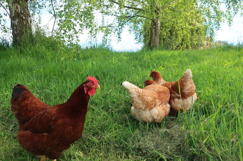 Cherry Top Farmstay - Boutique Eco Village - Australia Shopping 8