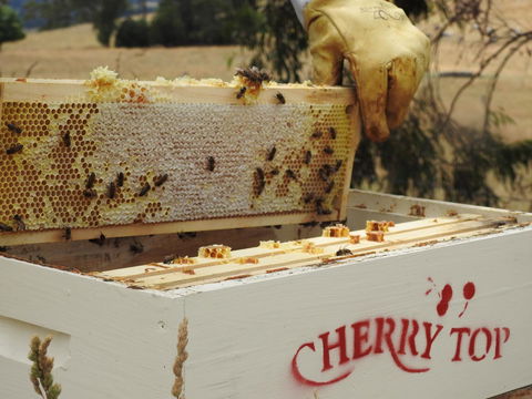 Cherry Top Farmstay - Boutique Eco Village - Australia Shopping 28