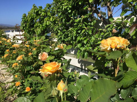 Garden By The Beach - Gateway To The East Coast, Close To Airport - Accommodation Australia 25