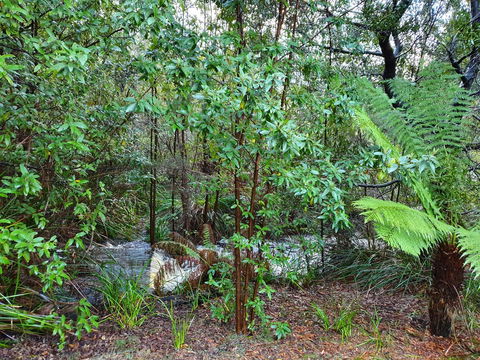 Roland B&B - Accommodation Australia 12